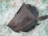 Black Dory 